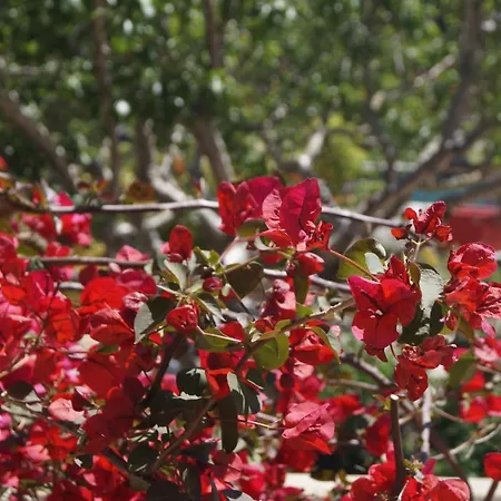 Les Jardins De Santa Giulia - Charmante Dhte Porto-Vecchio (Corsica)