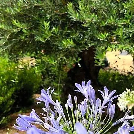 Les Jardins De Santa Giulia - Charmante Dhte