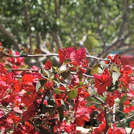 Les Jardins De Santa Giulia - Charmante Dhte Porto Vecchio