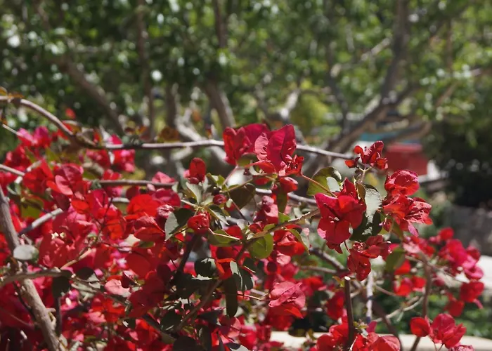 Les Jardins De Santa Giulia - Charmante Dhte Porto-Vecchio (Corsica)