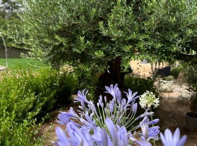 Pensionat Les Jardins De Santa Giulia - Charmante Dhte Porto-Vecchio (Corsica)